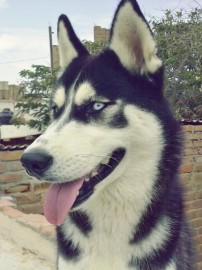 Estrella